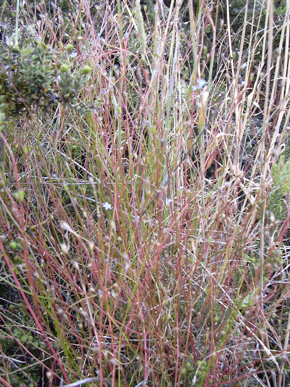 Wahlenbergia gracilis (Australian Bluebell) (alternate view 6)