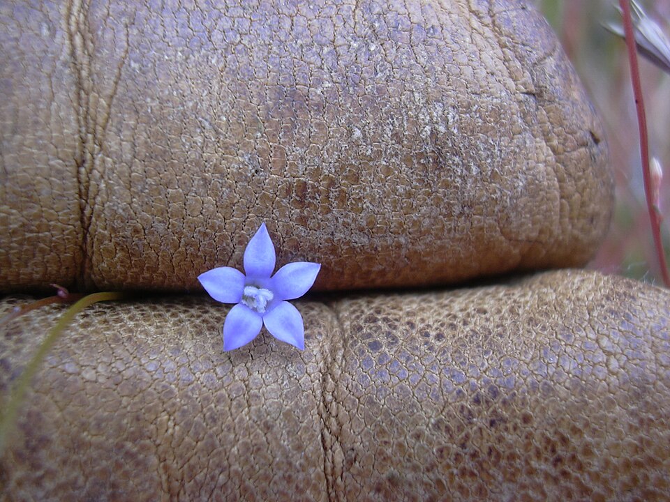 Wahlenbergia gracilis (Australian Bluebell) (alternate view 7)