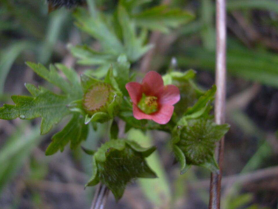 Modiola caroliniana (Bristly Mallow) (alternate view 6)