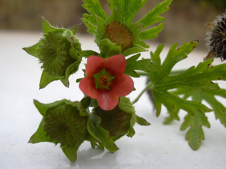 Modiola caroliniana (Bristly Mallow) (alternate view 7)