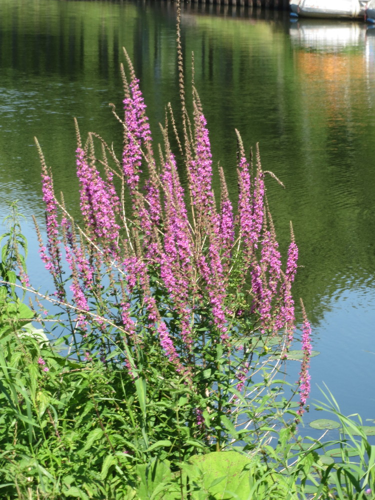 Lythrum salicaria (purple loosestrife) (alternate view 9)