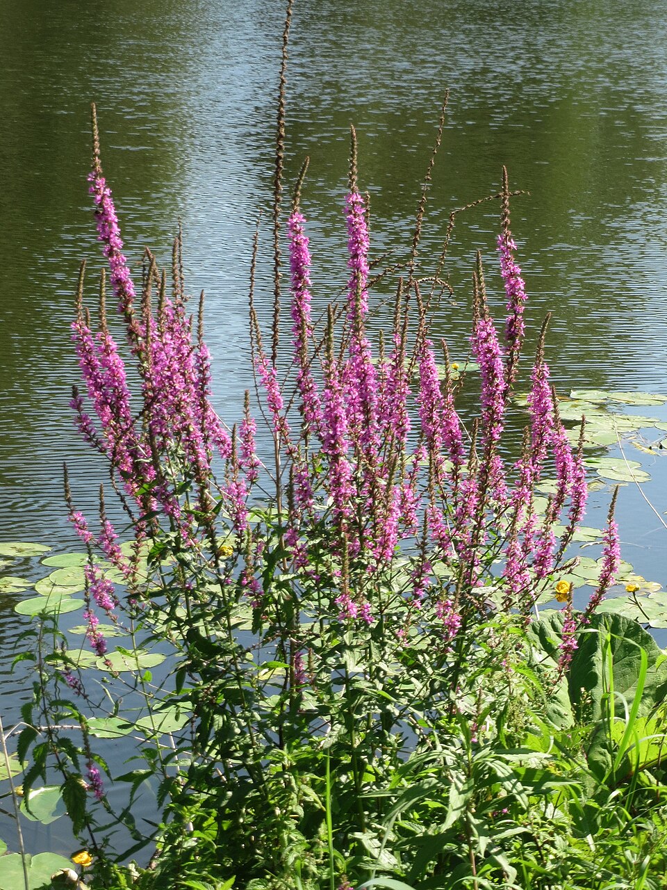 Lythrum salicaria (purple loosestrife) (alternate view 10)