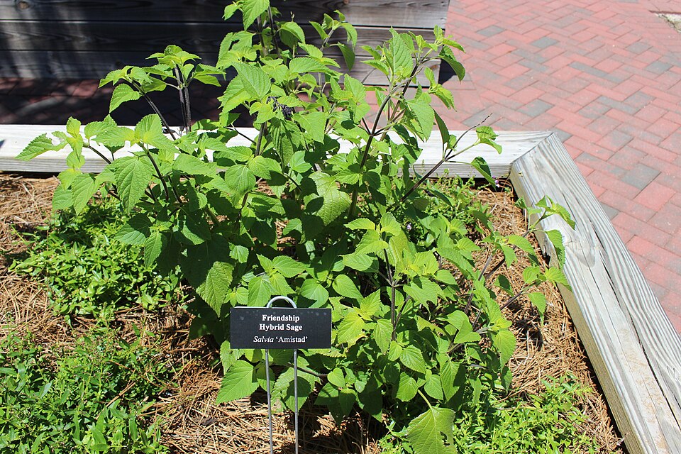 Salvia × 'Amistad' (Amistad Sage) (alternate view 3)