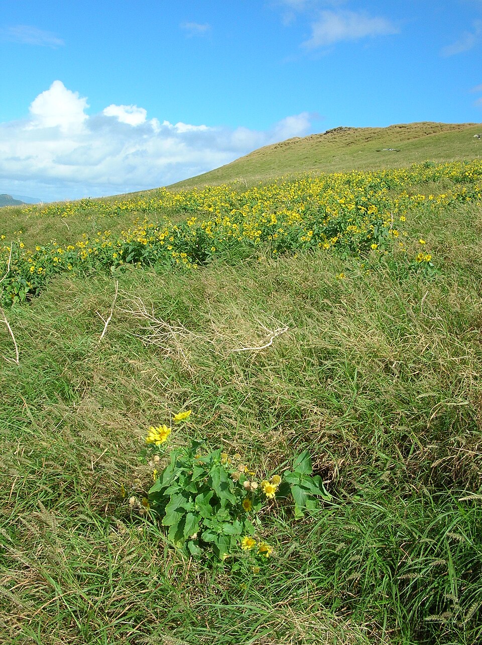 Verbesina encelioides (cowpen daisy) (alternate view 3)