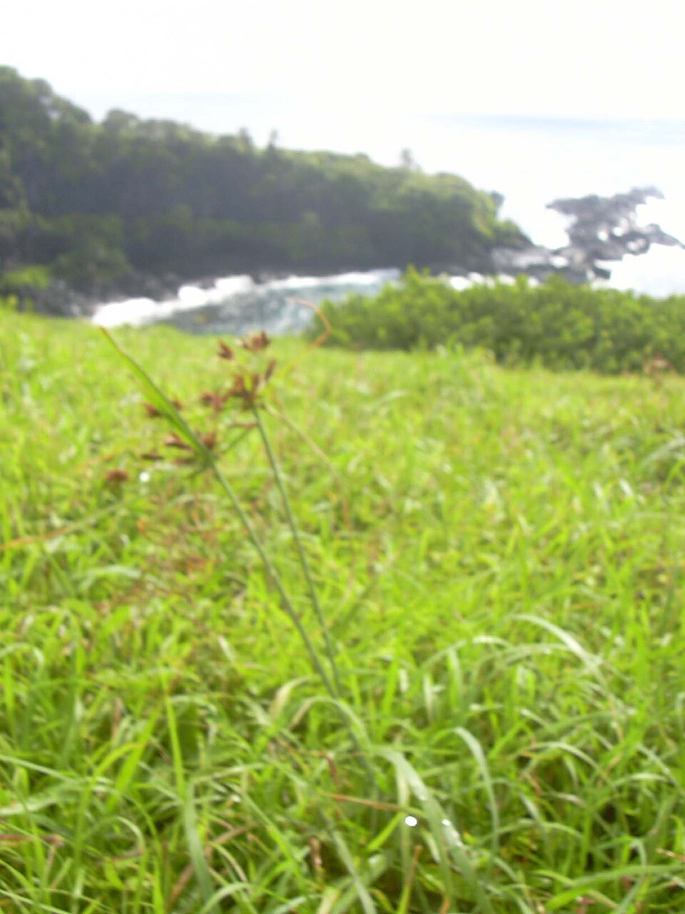 Cyperus polystachyos (Bunchy flat-sedge) (alternate view 3)