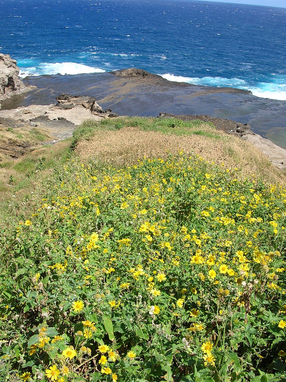 Verbesina encelioides (cowpen daisy) (alternate view 5)
