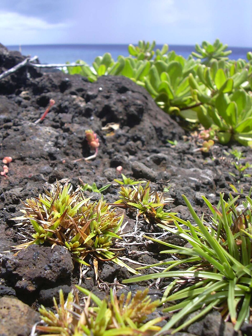 Cyperus polystachyos (Bunchy flat-sedge) (alternate view 4)