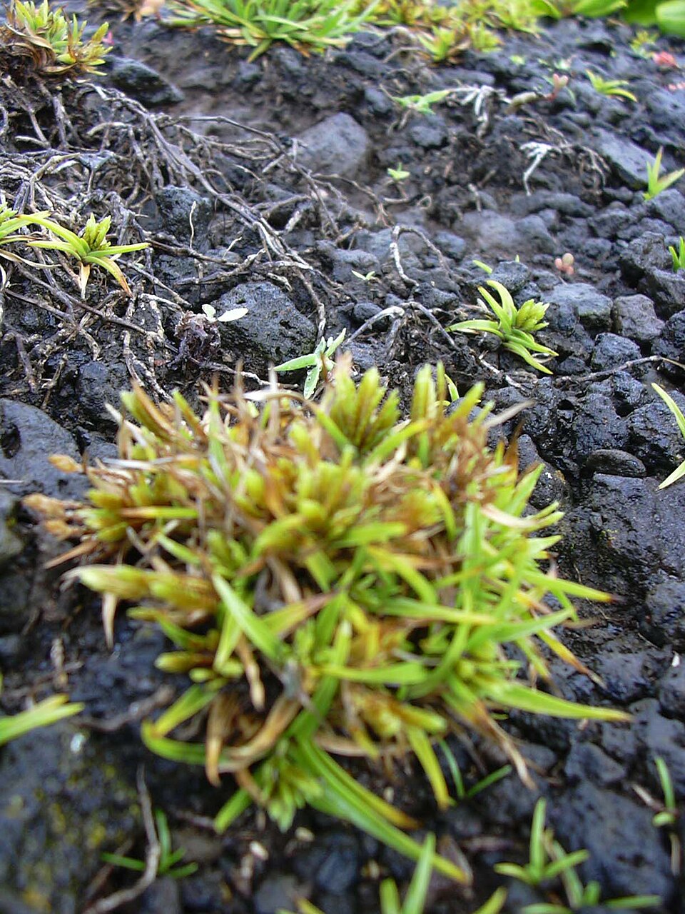 Cyperus polystachyos (Bunchy flat-sedge) (alternate view 5)