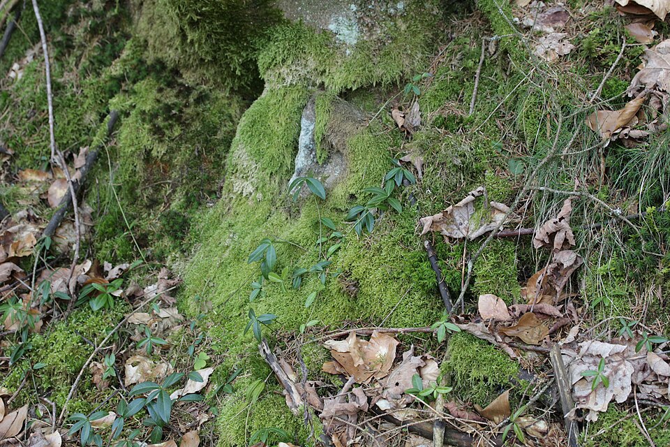 Hypnum jutlandicum (Heath Plait-moss)