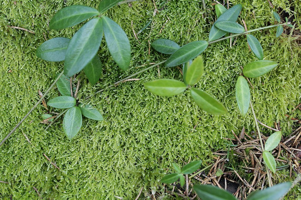 Hypnum jutlandicum (Heath Plait-moss)