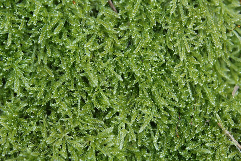 Hypnum jutlandicum (Heath Plait-moss)