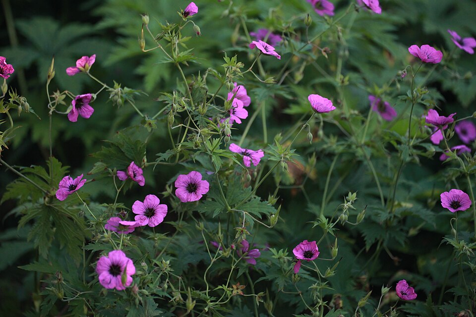 Geranium 'Patricia' (Patricia Geranium) (alternate view 3)