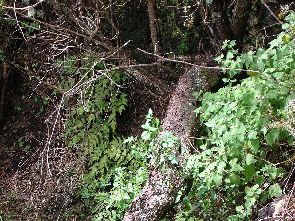 Cyrtomium caryotideum (Fish-tail Holly Fern) (alternate view 8)