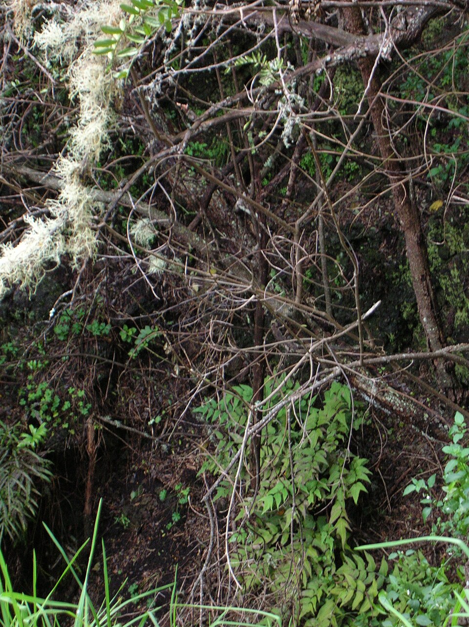 Cyrtomium caryotideum (Fish-tail Holly Fern) (alternate view 9)