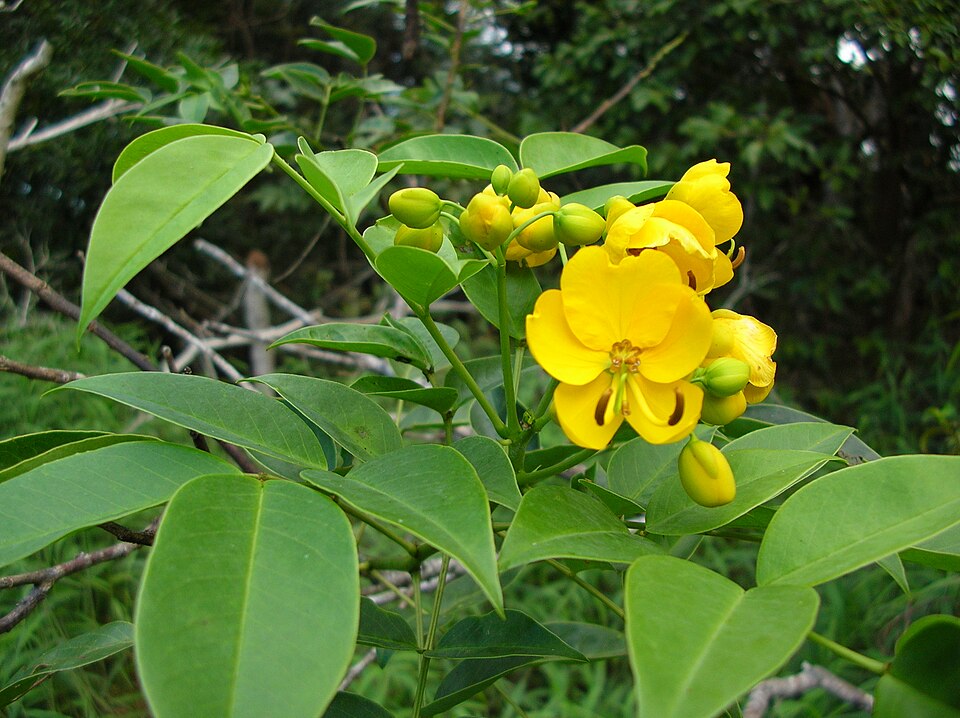 Senna septemtrionalis (Arsenic Bush) (alternate view 6)