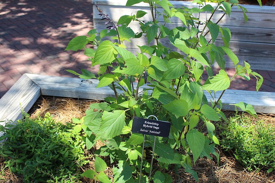 Salvia × 'Amistad' (Amistad Sage) (alternate view 4)