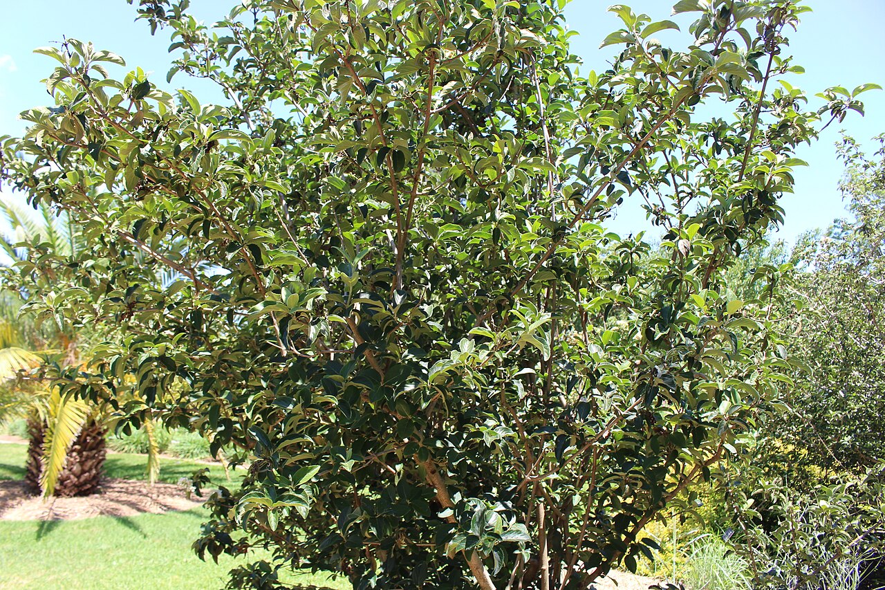Viburnum macrocephalum, Chinese snowball viburnum — mounding semi-evergreen (Adoxaceae) (image 6 of 9)
