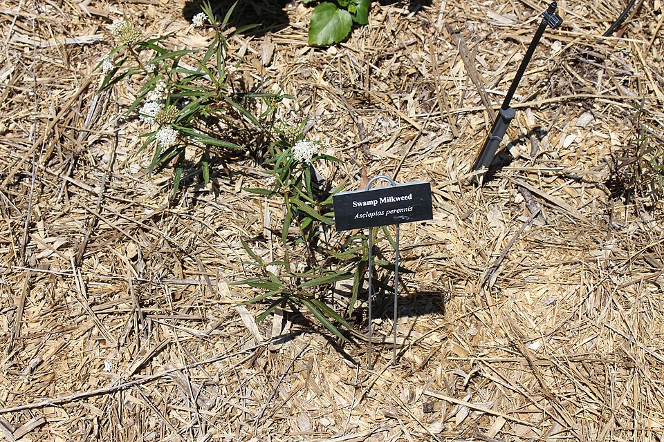 Asclepias perennis (Aquatic Milkweed) (alternate view 7)