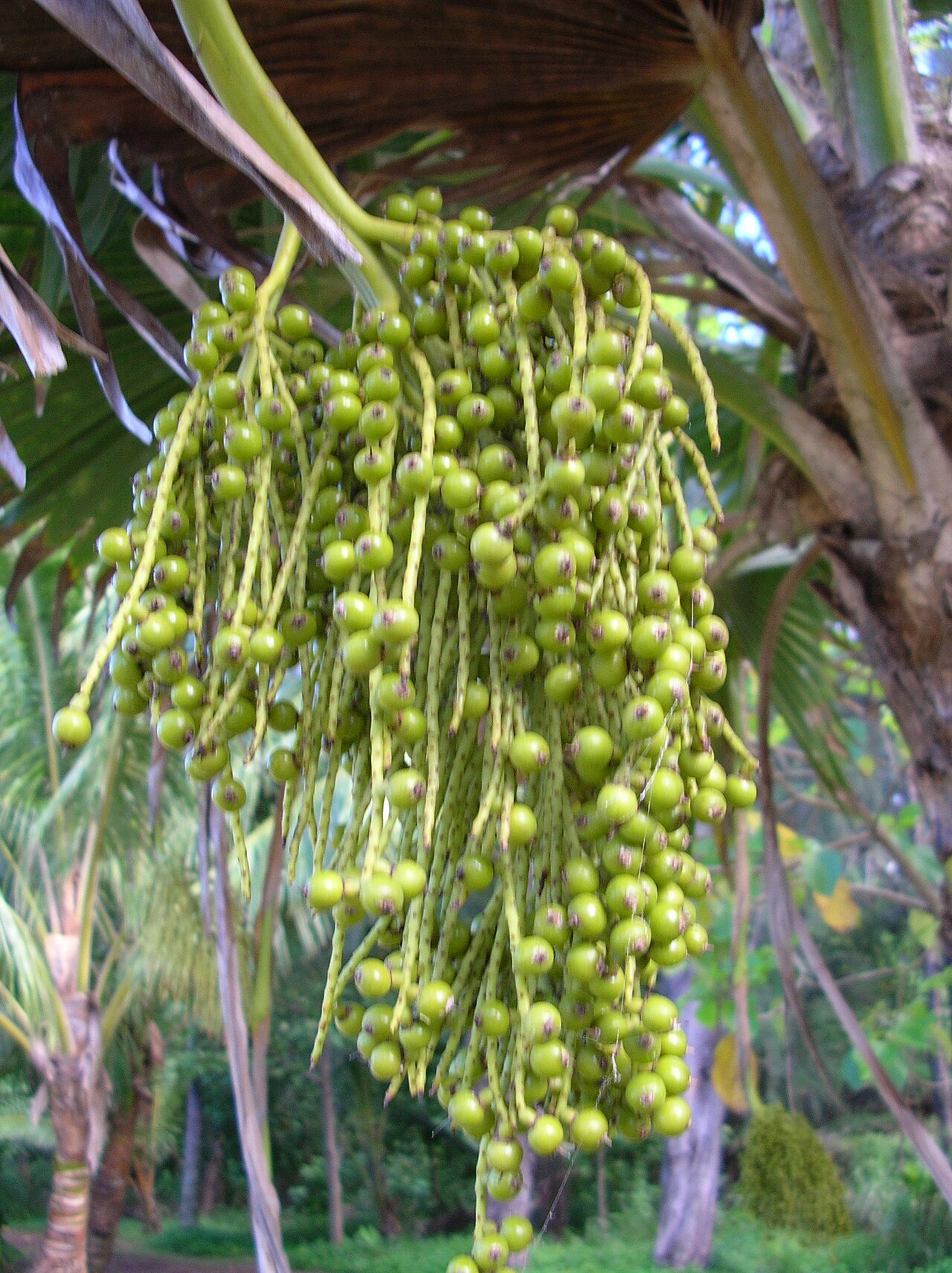 Pritchardia pacifica, Fiji fan palm — upright evergreen (Arecaceae) (image 2 of 10)