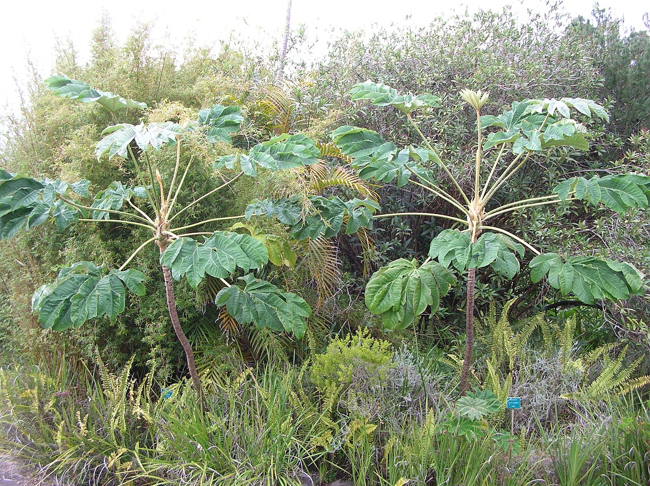 Tetrapanax papyrifer, Rice-paper plant — spreading semi-evergreen (Araliaceae) (image 5 of 10)
