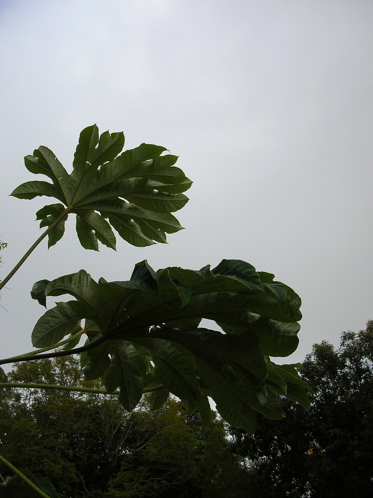 Tetrapanax papyrifer, Rice-paper plant — spreading semi-evergreen (Araliaceae) (image 6 of 10)