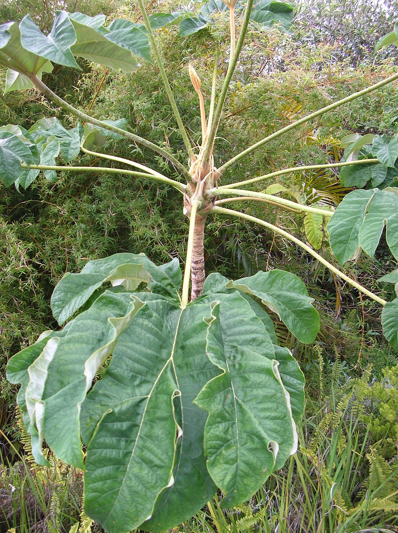 Tetrapanax papyrifer, Rice-paper plant — spreading semi-evergreen (Araliaceae) (image 7 of 10)