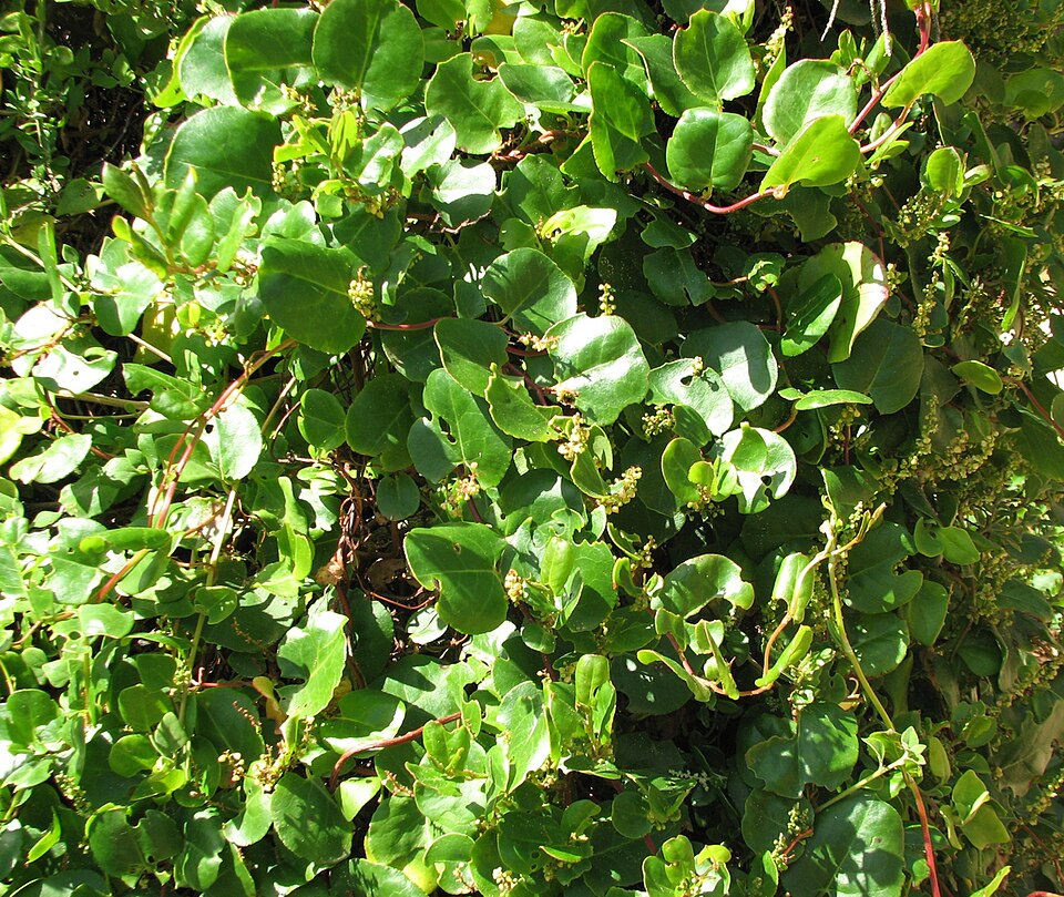 Muehlenbeckia adpressa (Climbing Lignum) (alternate view 6)