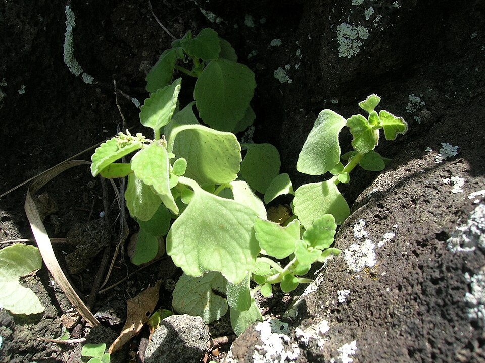 Coleus australis (little spurflower) (alternate view 9)