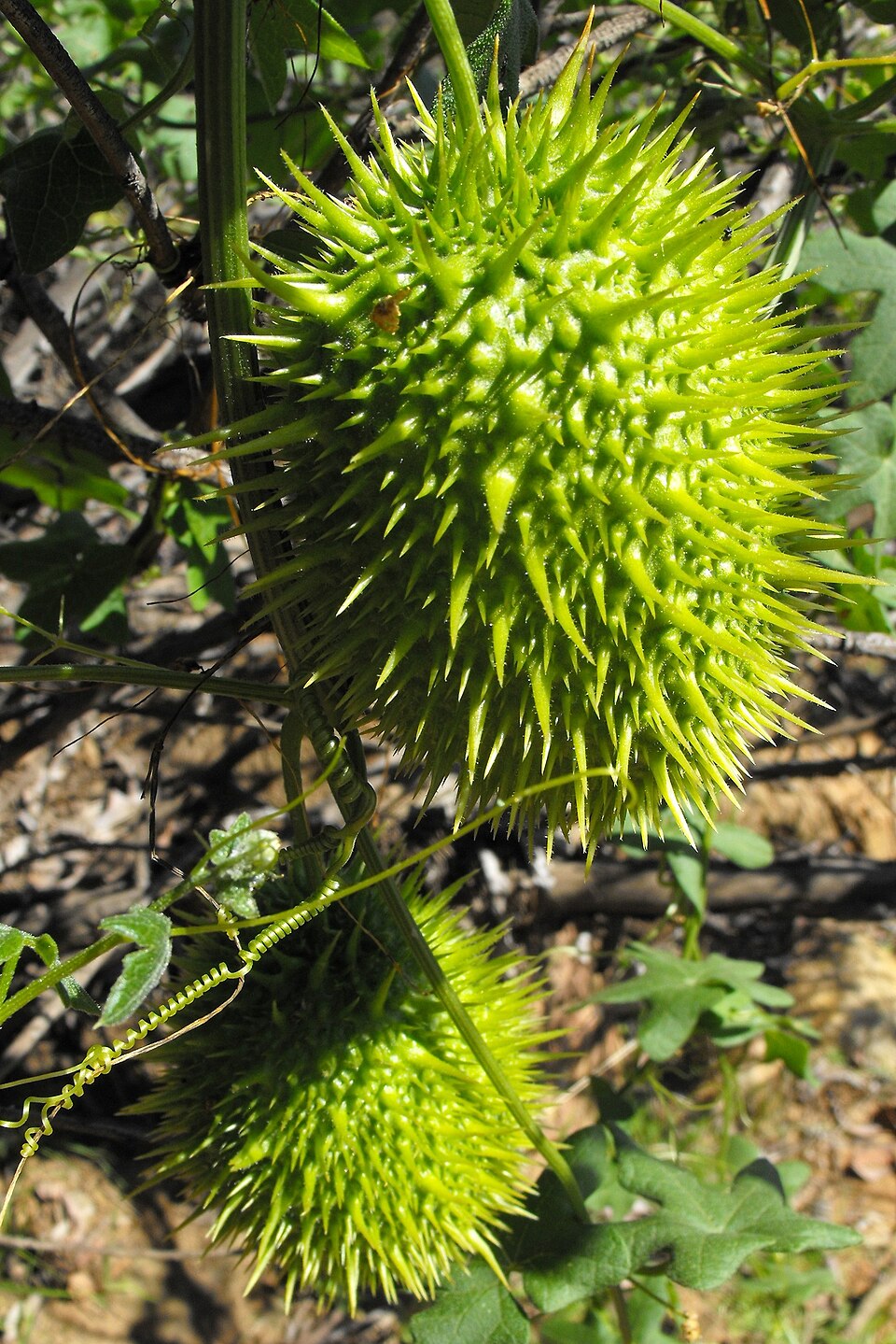 Marah macrocarpa (Chilicothe)