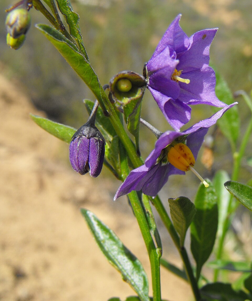 Solanum parishii (Parish's nightshade) (alternate view 2)