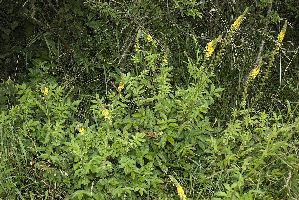 Agrimonia eupatoria (common agrimony)