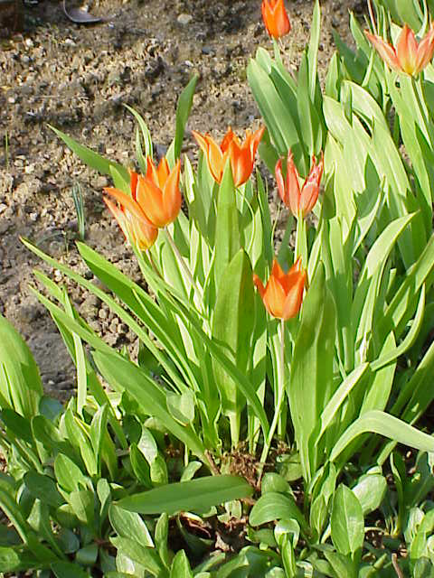 Tulipa praestans (excellent tulip) (alternate view 6)