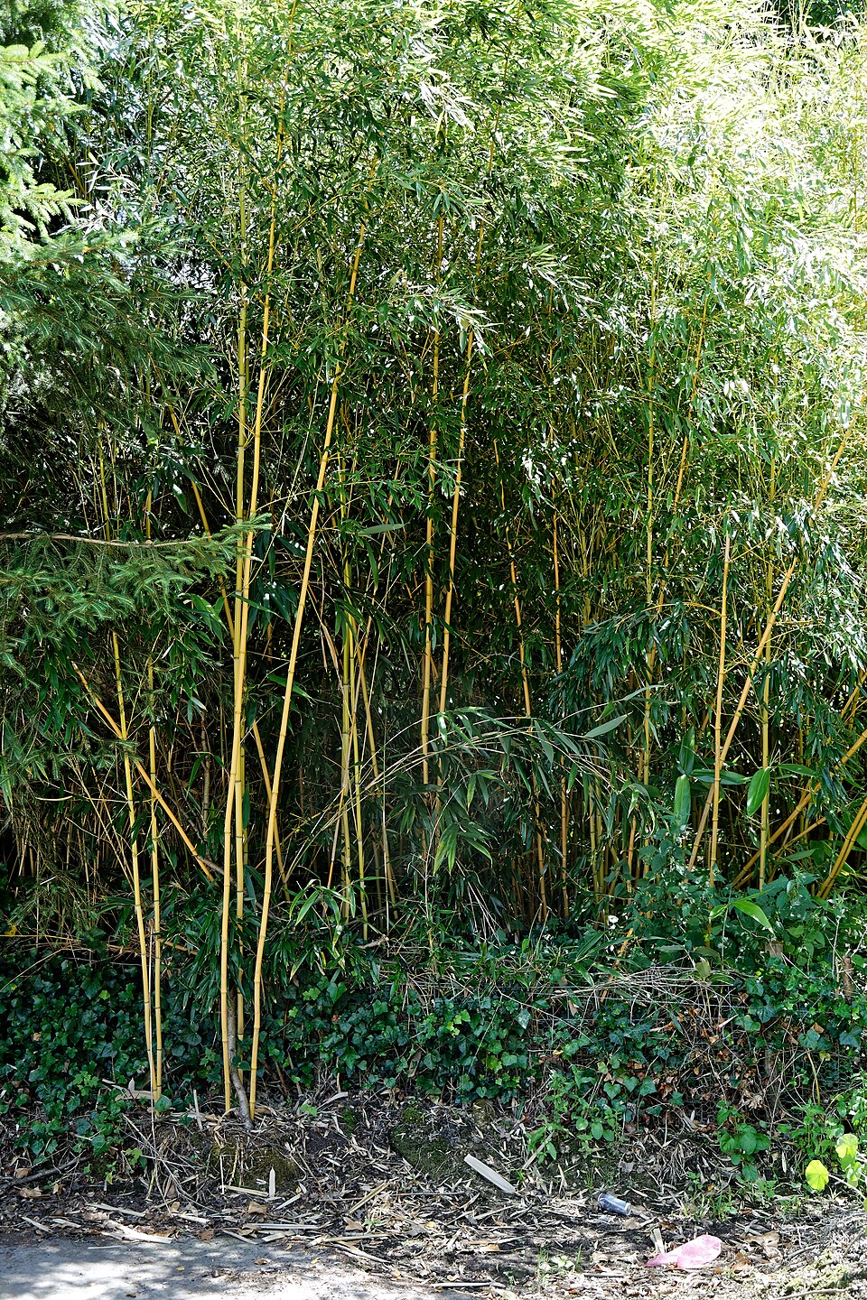 Phyllostachys (alternate view 4)