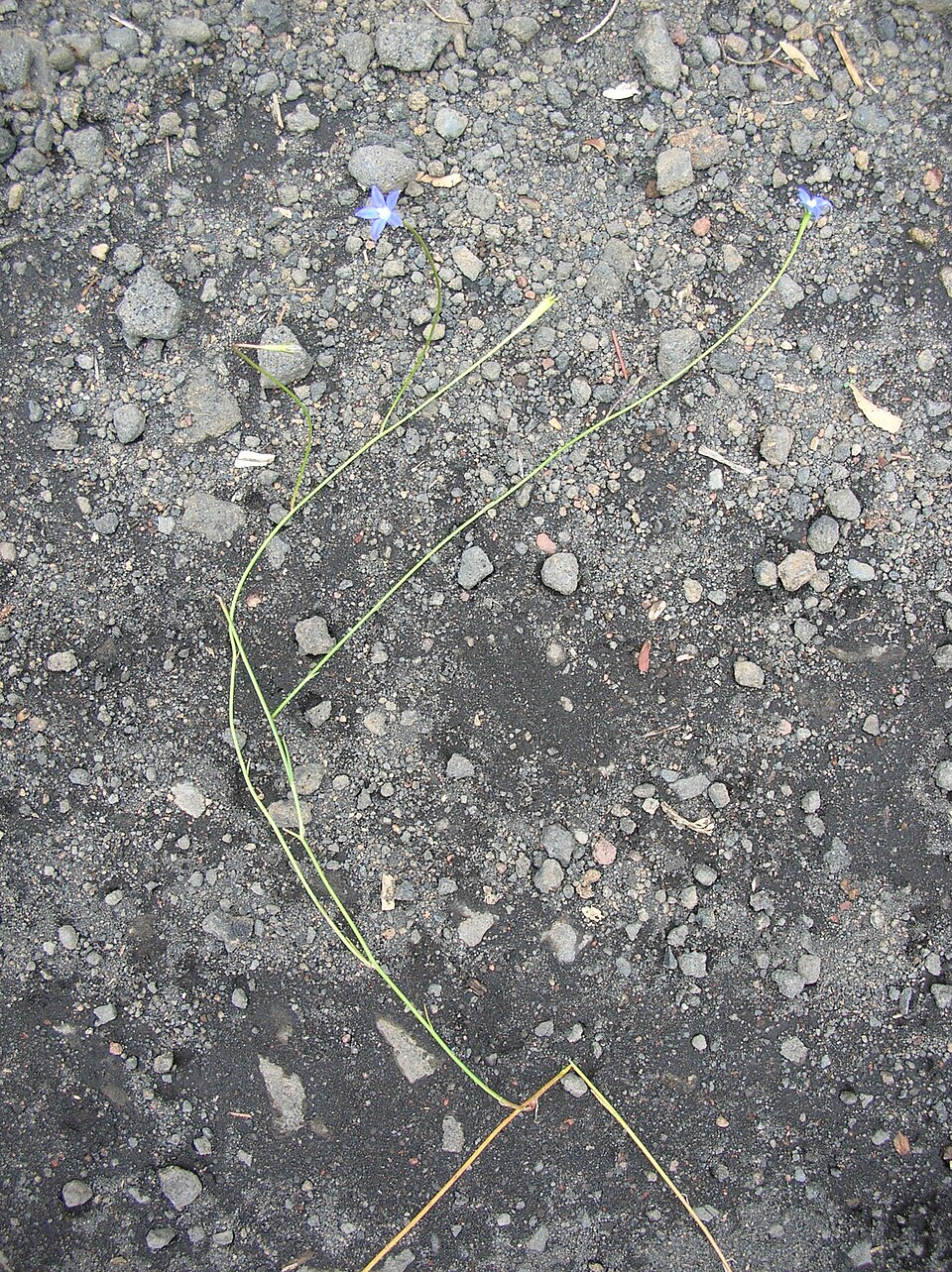 Wahlenbergia gracilis (Australian Bluebell) (alternate view 8)
