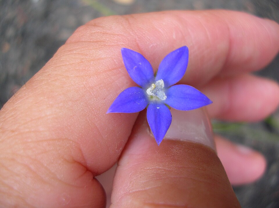 Wahlenbergia gracilis (Australian Bluebell) (alternate view 9)