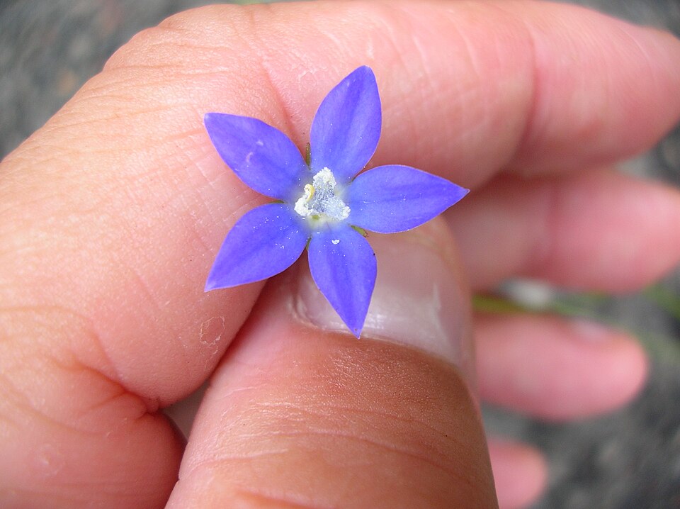 Wahlenbergia gracilis (Australian Bluebell) (alternate view 10)