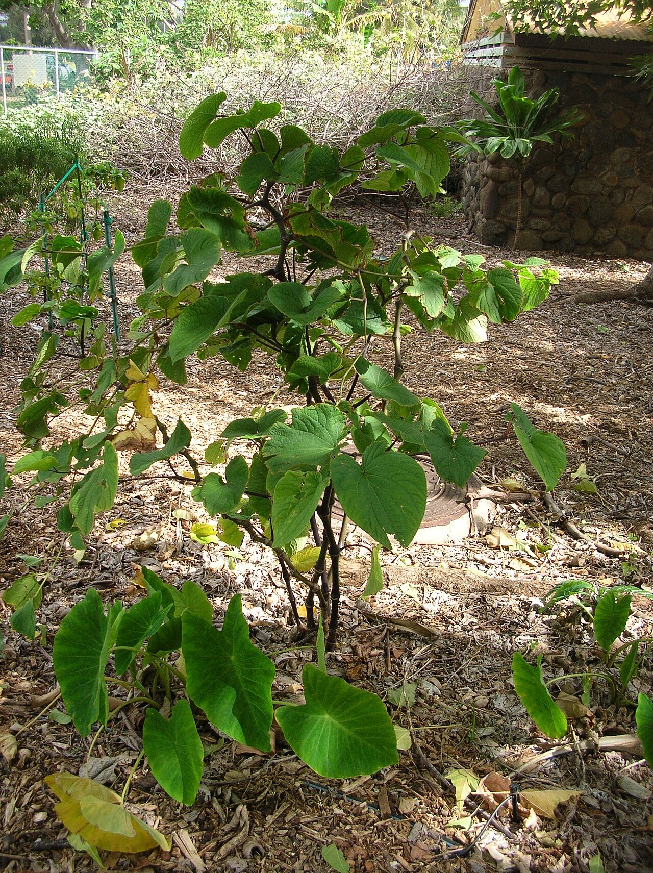 Piper methysticum, Kava — upright evergreen (Piperaceae) (image 6 of 9)