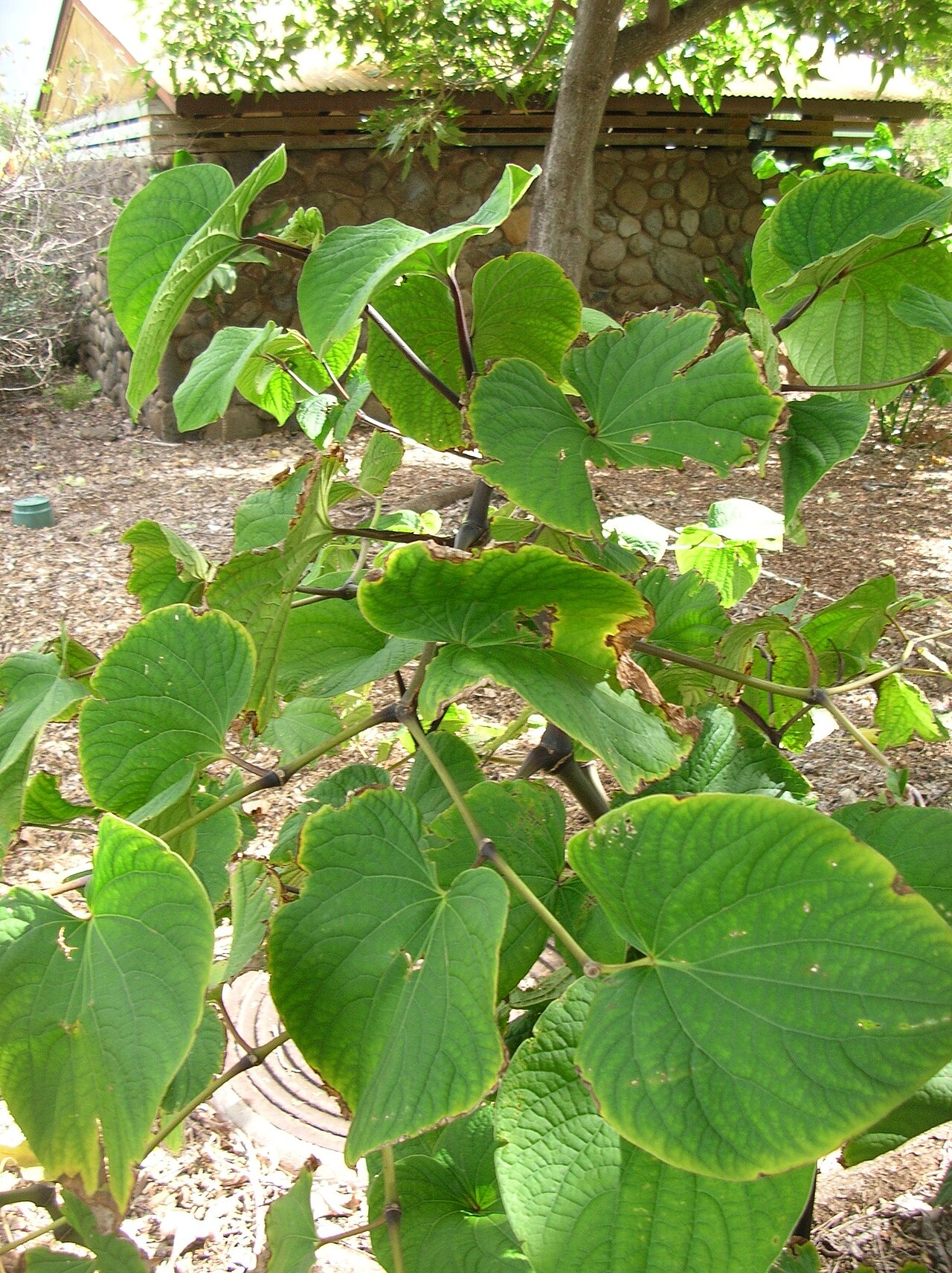 Piper methysticum, Kava — upright evergreen (Piperaceae) (image 7 of 9)