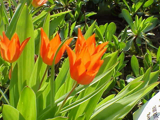 Tulipa praestans (excellent tulip) (alternate view 7)