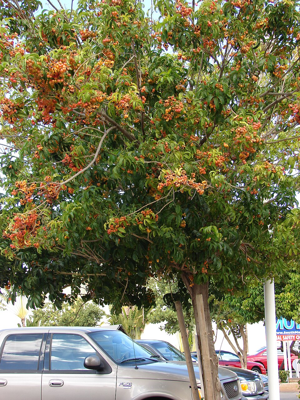 Harpullia pendula (Black Tulip) (alternate view 7)
