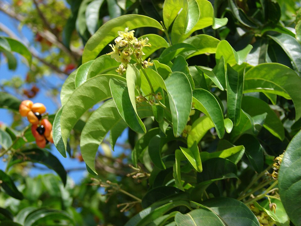 Harpullia pendula (Black Tulip) (alternate view 8)