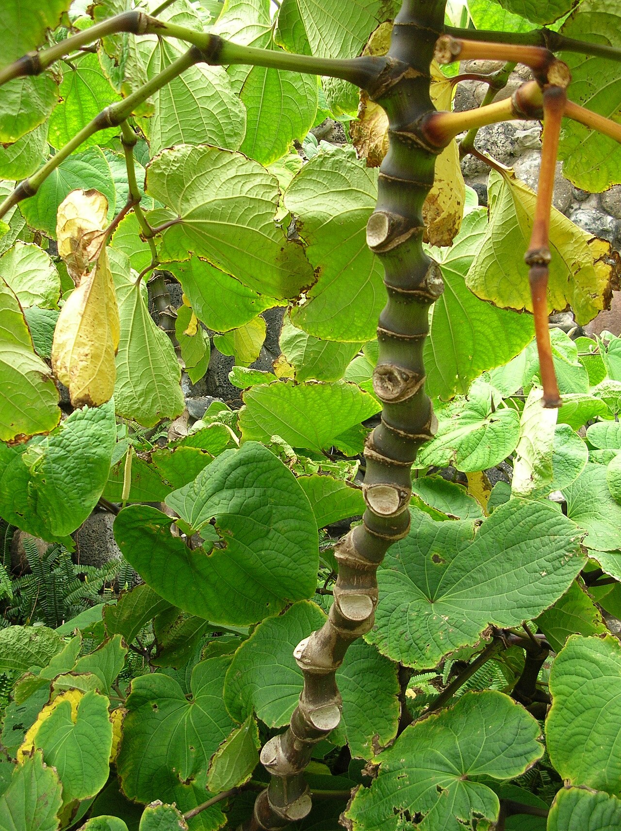 Piper methysticum, Kava — upright evergreen (Piperaceae) (image 8 of 9)