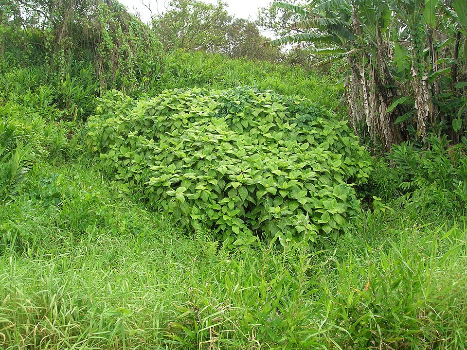 Broussonetia papyrifera (Paper mulberry)