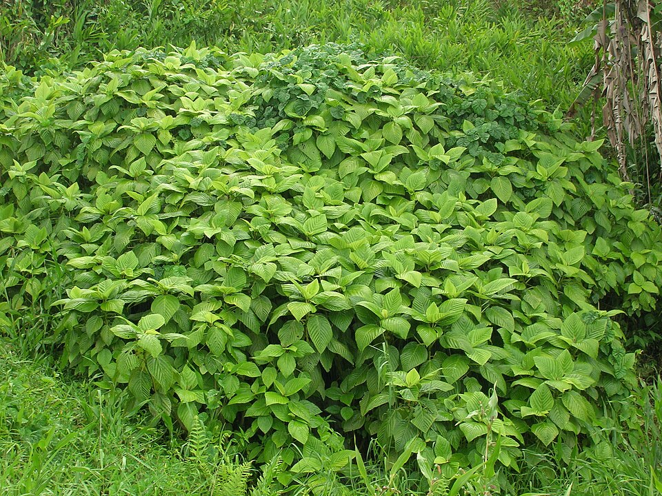 Broussonetia papyrifera (Paper mulberry)