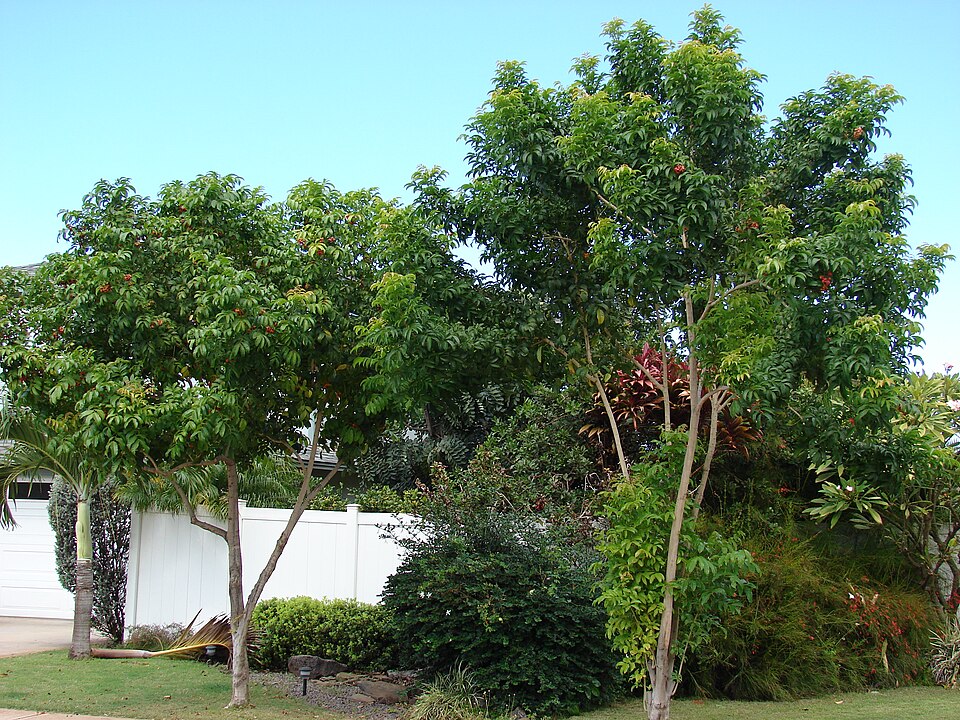 Harpullia pendula (Black Tulip) (alternate view 9)