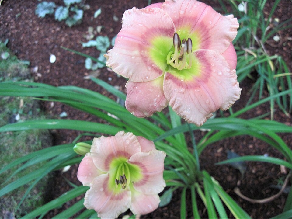 Hemerocallis 'Elegant Candy' (Elegant Candy Daylily) (alternate view 3)