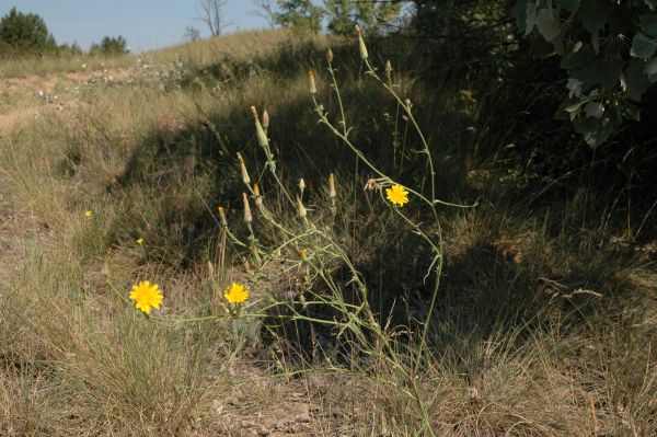 Tragopogon (Salsifies) (alternate view 10)