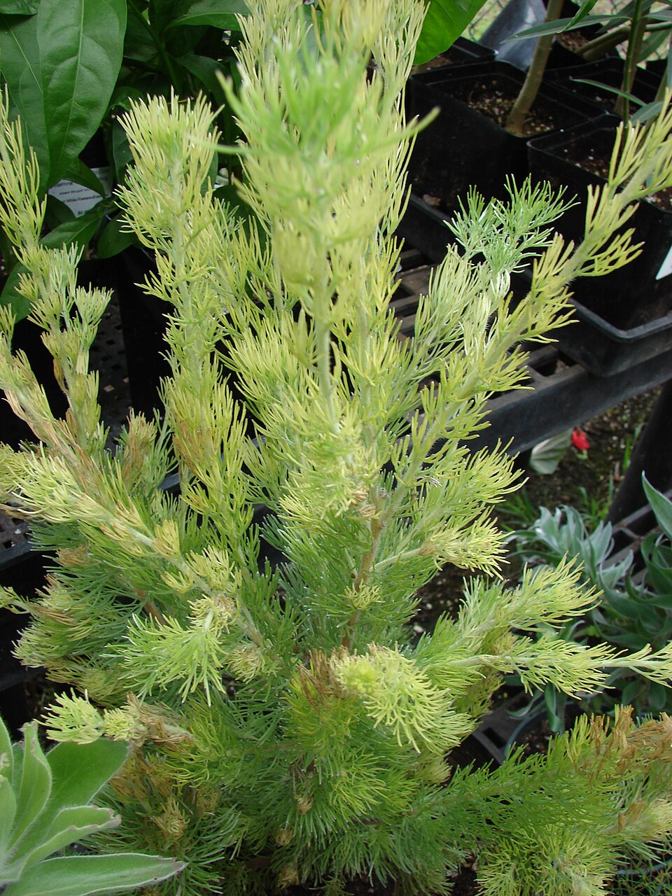 Adenanthos sericeus (alternate view 5)