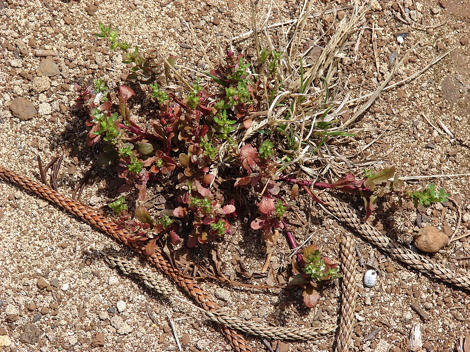 Veronica peregrina (Purslane Speedwell) (alternate view 8)