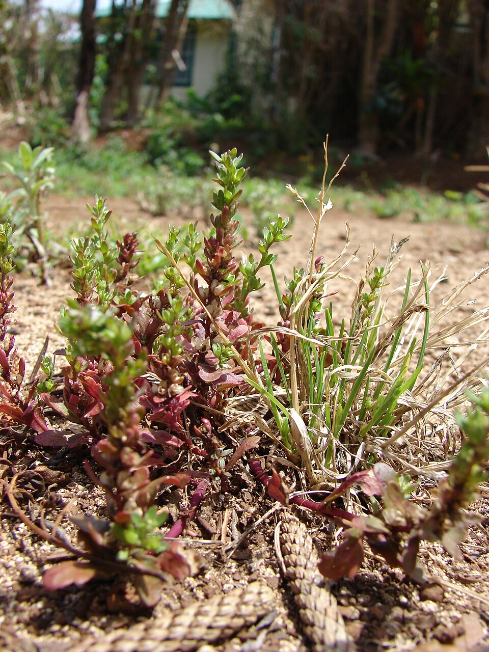 Veronica peregrina (Purslane Speedwell) (alternate view 9)
